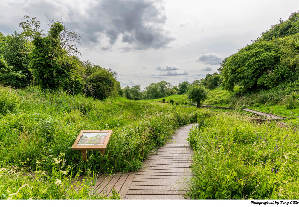Lye Valley in summer